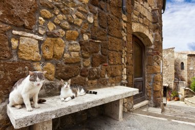 Toskana tipik bir sokakta iki kedi