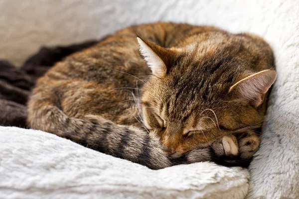 Chat relaxant à la maison — Photo