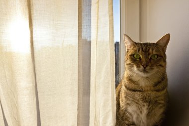 Kameraya bakarak kedi ve güneşli bir günde pencere yönetim kurulunda oturur