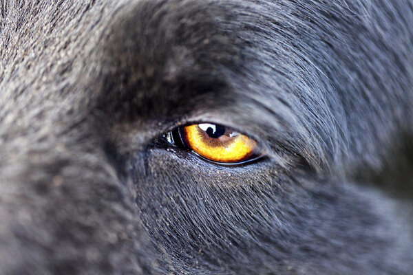 Close up of a wolf with a yellow eye