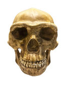 Fossiler Schädel des Homo antecessor
