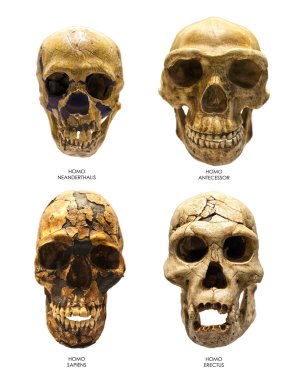 homo erectus, homo sapiens, homo neanderthalis ve homo antecessor fosil kafatası