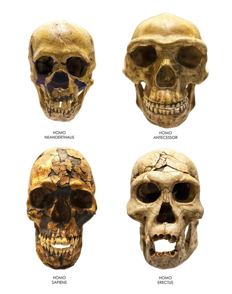 Fossiele schedel van homo erectus en homo sapiens, homo neanderthalis homo antecessor — Stockfoto