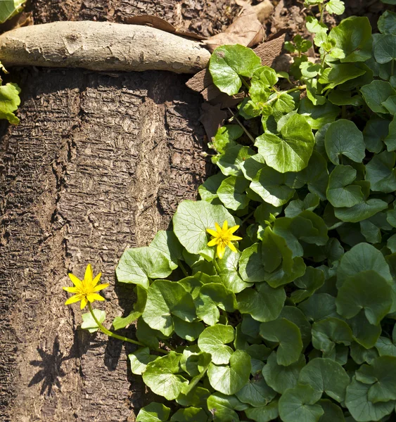 Little yellow blossom at a mighty tree bark — Stock Photo, Image