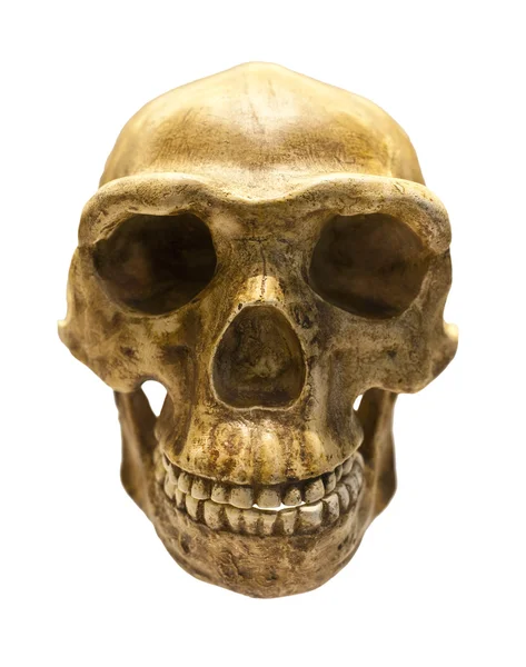 Fossil skalle av homo antecessor — Stockfoto