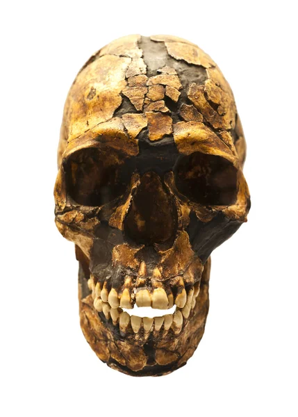 Crânio fóssil de homo sapiens — Stockfoto