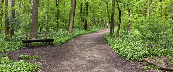 Путь через зеленый лес — стоковое фото