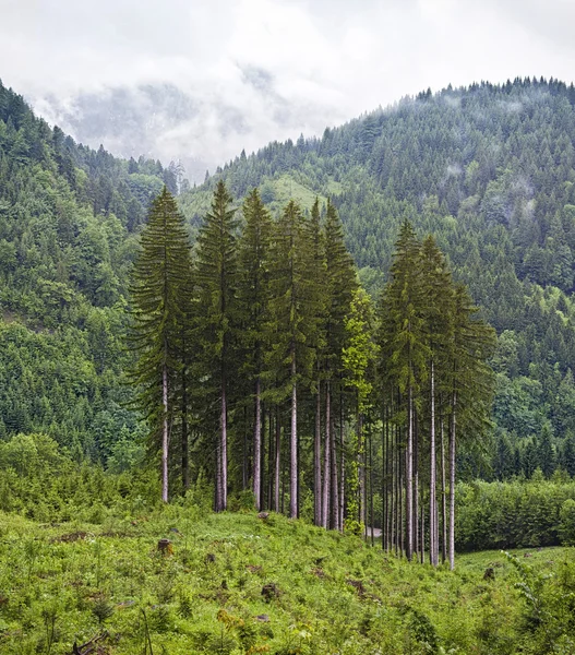 Groep van conifer bomen in berglandschap — Stockfoto