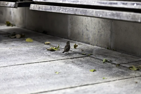 Lonely sparrow — Fotografie, imagine de stoc