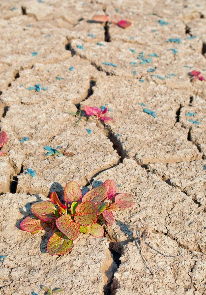 Tierra seca y agrietada — Foto de Stock