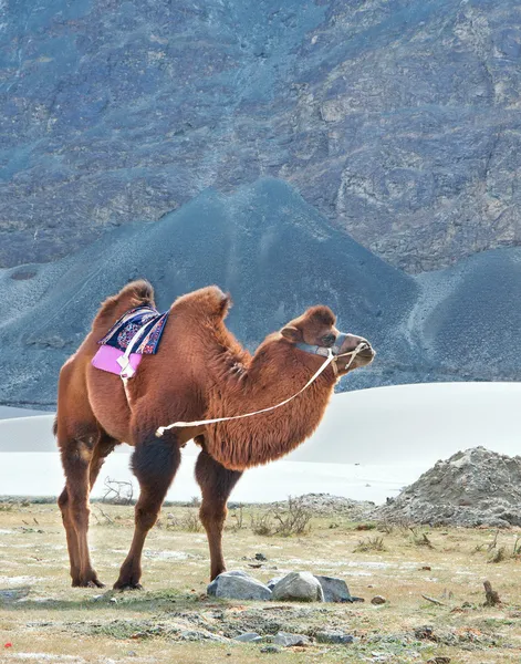 Camelo duplo corcunda Imagem De Stock