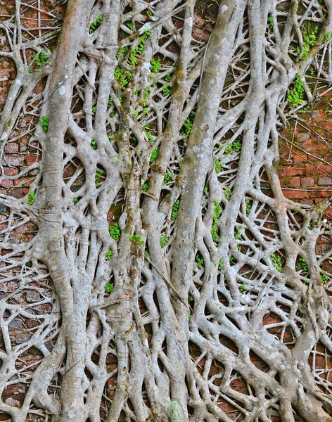 Roots on old wall — Stock Photo, Image