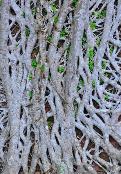 Roots on old wall — Stock Photo, Image