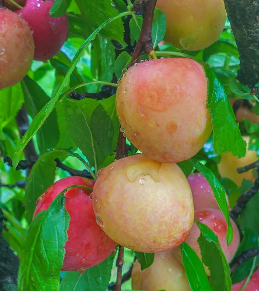 Partially ripen plums — Stock Photo, Image