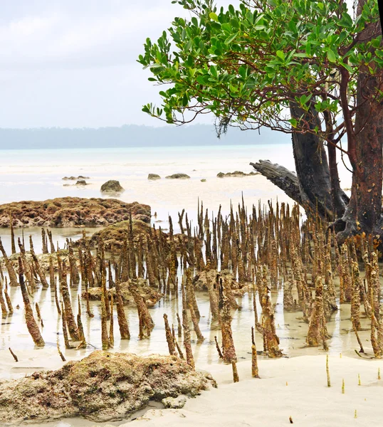 Mangrove — Stockfoto