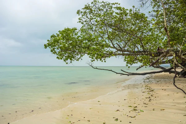 Träd på stranden — Stockfoto