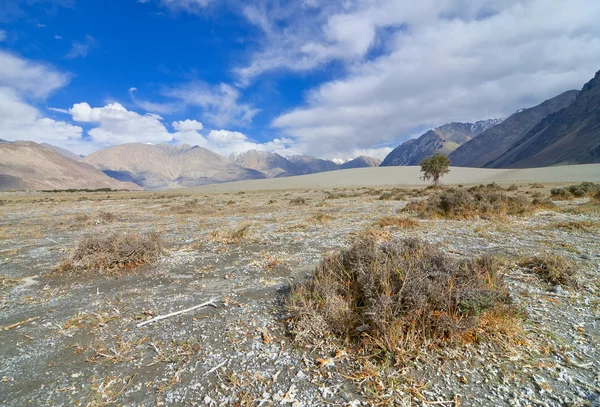 Dry landscape — Stock Photo, Image