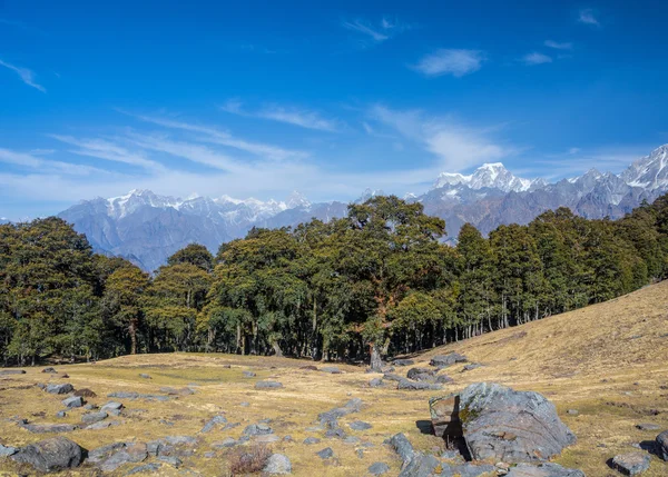 Alpine meadow — Stock Photo, Image