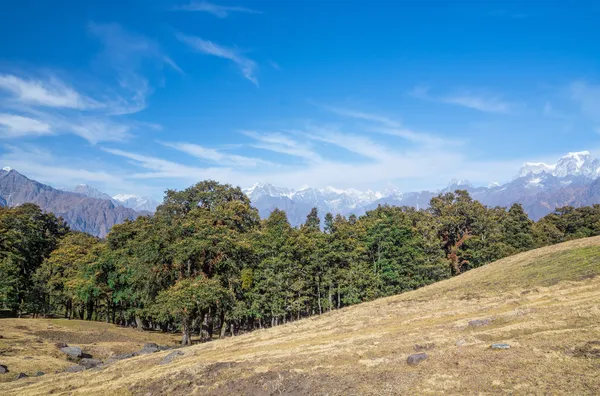 Pradera alpina — Foto de Stock