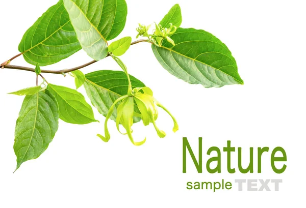 Yeşil yapraklar ve çiçek doğası kopyalama alanı olan beyaz arkaplanda izole edildi.