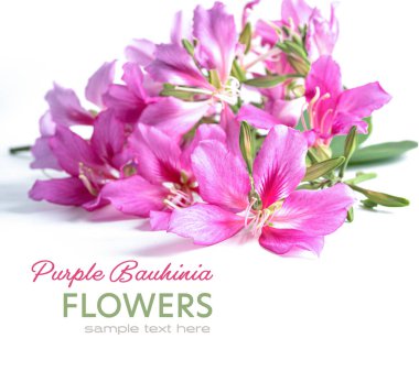 Purple Bauhinia flowers isolated on white background with copy space.