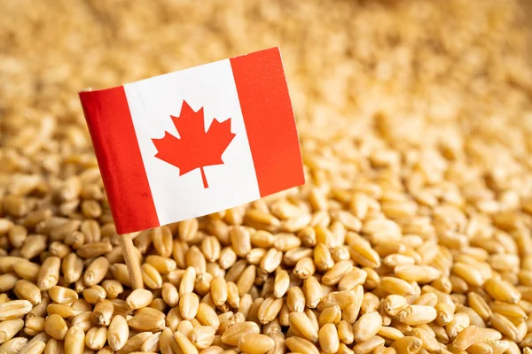 Granos Trigo Con Bandera Canadá Exportación Comercial Concepto Economía — Foto de Stock