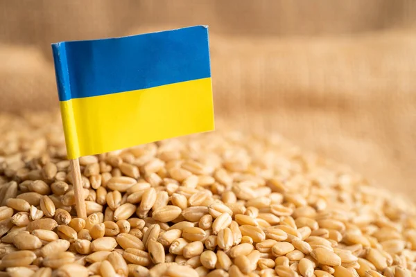 Grains Wheat Ukraine Flag Trade Export Economy Concept — стокове фото