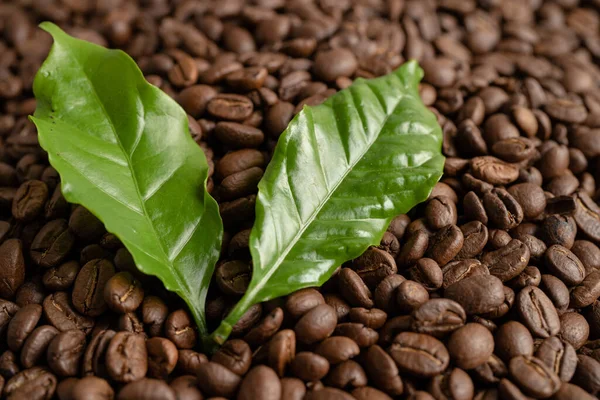 Kaffebönor Medium Rostade Med Blad Fräsch Morgon — Stockfoto