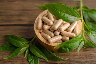 Andrographis paniklemesi ya da kariyer yaprağı bitkisi. Kovid19 koronavirüs enfeksiyonunu tedavi etmek için bitki kapsülleri..