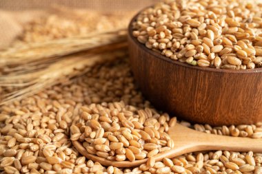 Organik tarım çiftliğinden tahıl ve buğday kulakları.