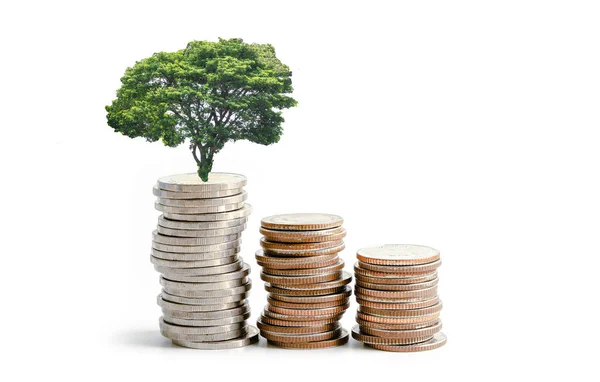 Albero Foglia Plumule Risparmiare Denaro Monete Business Finance Risparmio Concetto — Foto Stock