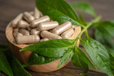 Andrographis paniklemesi ya da kariyer yaprağı bitkisi. Kovid19 koronavirüs enfeksiyonunu tedavi etmek için bitki kapsülleri..