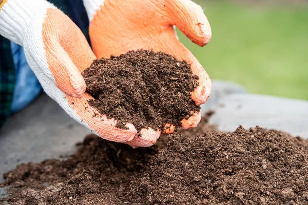 Hand holding peat moss organic matter improve soil for agriculture organic plant growing, ecology concept.