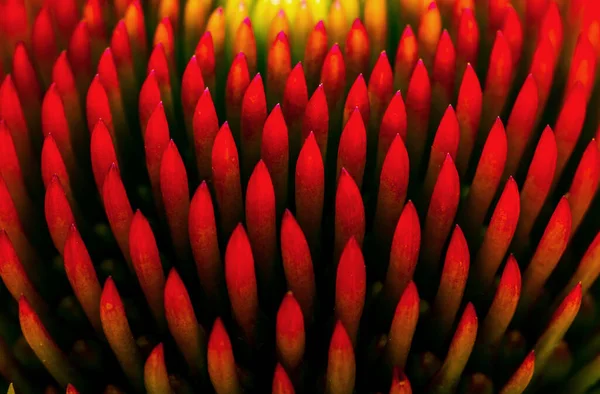 Detail Echinacea Purpurea Flowers — Stok fotoğraf