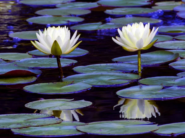 Twin Lotus Blossoms — Stock Photo, Image