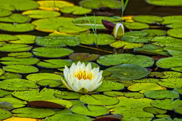 Lotus Pond — Stock Photo, Image