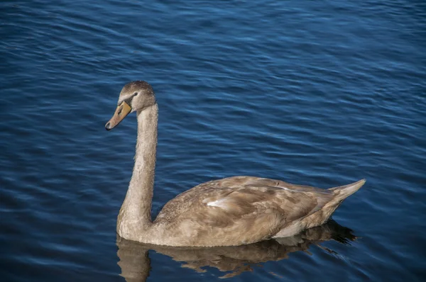 Young Swan — Stock Photo, Image