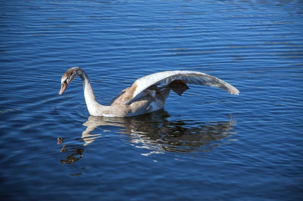 Stretching — Stock Photo, Image