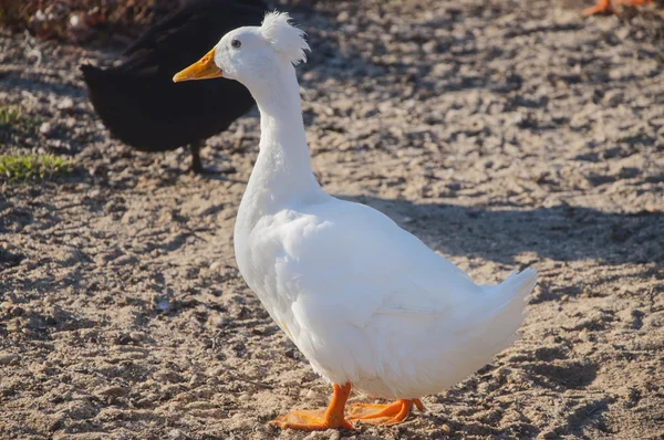 Tepeli Pekin ördeği — Stok fotoğraf