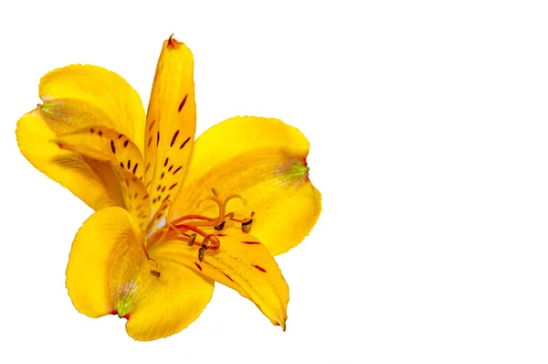 Turuncu lily — Stok fotoğraf