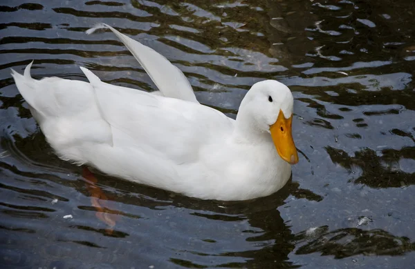 Long Island Duck — 图库照片