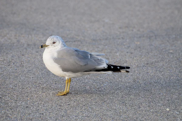 Gull 4949 — Stock Photo, Image