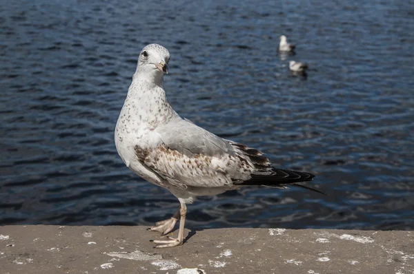 Gull 5087 — Stock Photo, Image