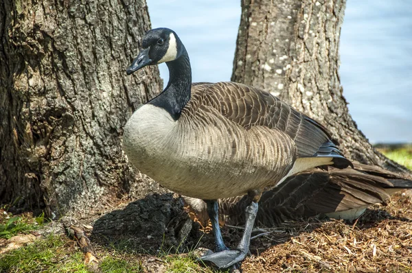 Mother Goose — Stock Photo, Image