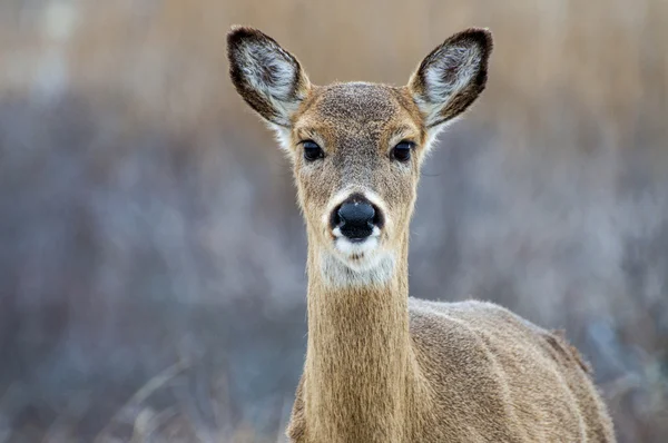 Deer 5166 — Stock Photo, Image