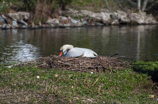 Cygne sur le nid — Photo