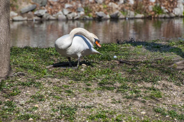 Nest Building 4674 — Stock Photo, Image