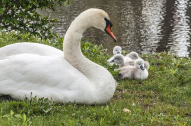 Mother Swan 5742 clipart