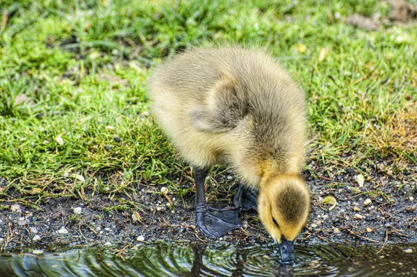 Susuz gosling — Stok fotoğraf