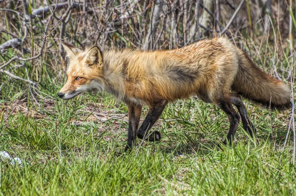 Sra. Fox 5689 — Fotografia de Stock